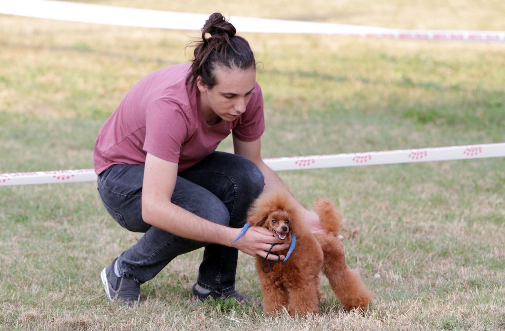 medjunarodna_izlozba_sajam_pasa_tvrdjava_smederevo