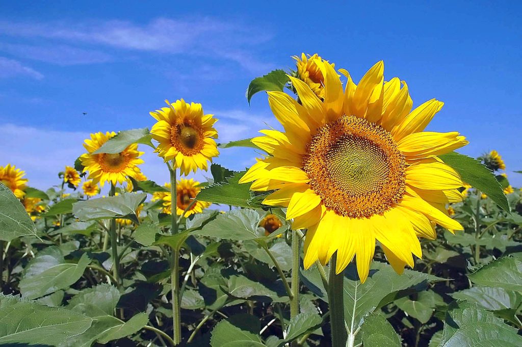 PODRSKA PROIZVODJAČIMA vesti_srbija_podrska_proizvodjacima