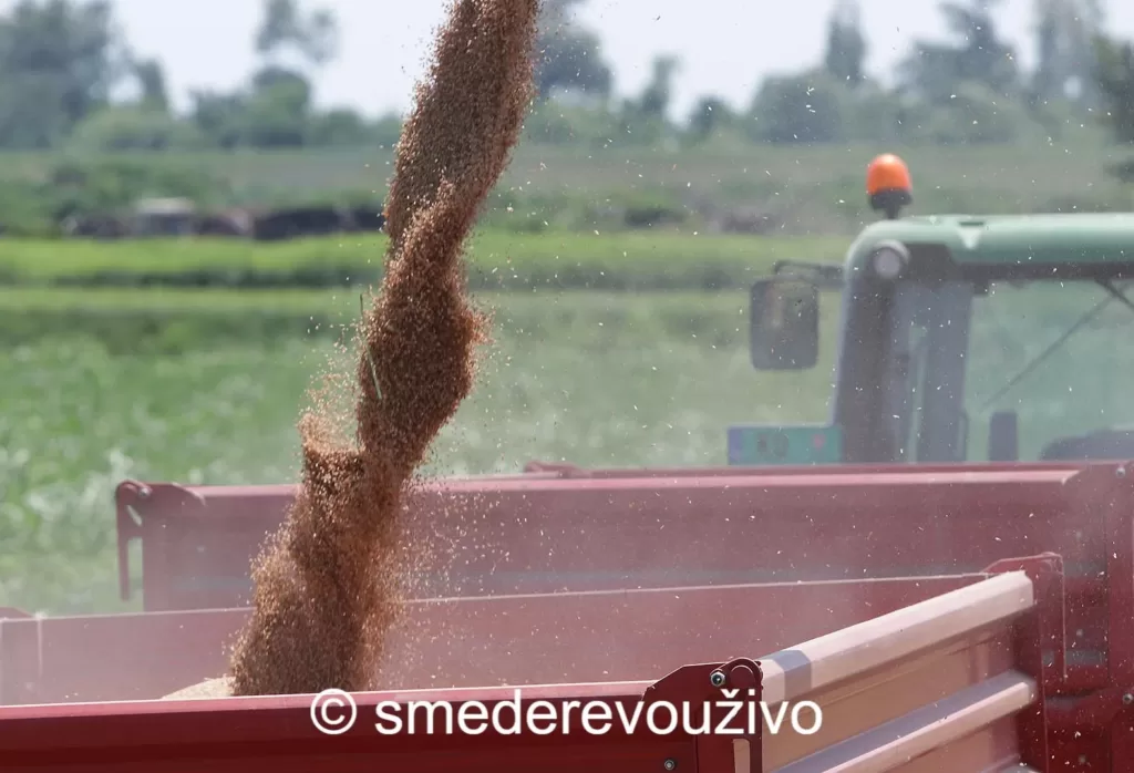 cene-psenica_310723_foto Nenad Pavlovic 004 (1)