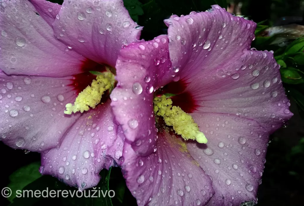 fotografija_smederevo_priroda_cvet_photography_photo_novembar_2023_photography_FOTO-DANA_281123_foto-Nenad-Pavlovic-002-1-1