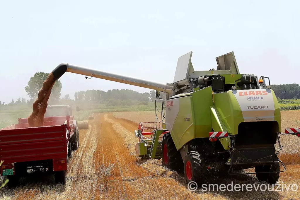 psenica_kukuruz_lucerka_stocni_jecam_info_smederevo_2023_cene-psenica_310723_foto-Nenad-Pavlovic-001-jpg-webp