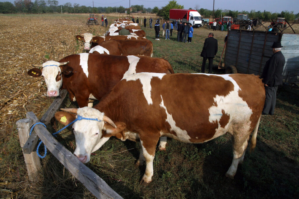 Smanjenjem stočnog fonda Srbija gubi prehrambenu nezavisnost